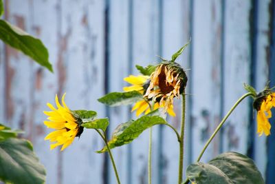 Close-up of honey bee on yellow flowering plant