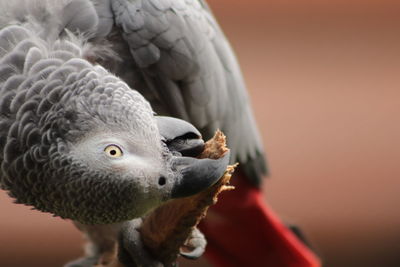 Close-up of a bird