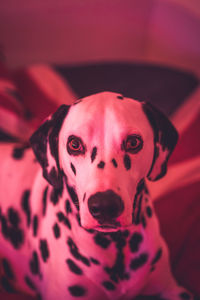 Close-up portrait of dog