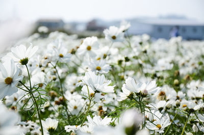 Close-up of white flowers blooming outdoors