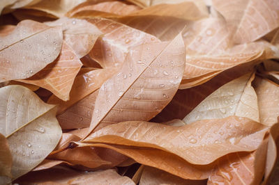 Full frame shot of raindrops on leaves