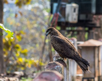 Close-up of owl perching outdoors