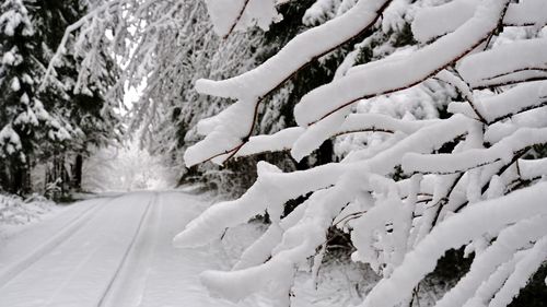 Snow covered plants against trees