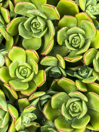 Full frame shot of green beans