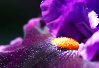 Close-up of purple flowering plant