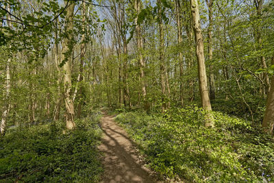 View of bamboo through trees in forest