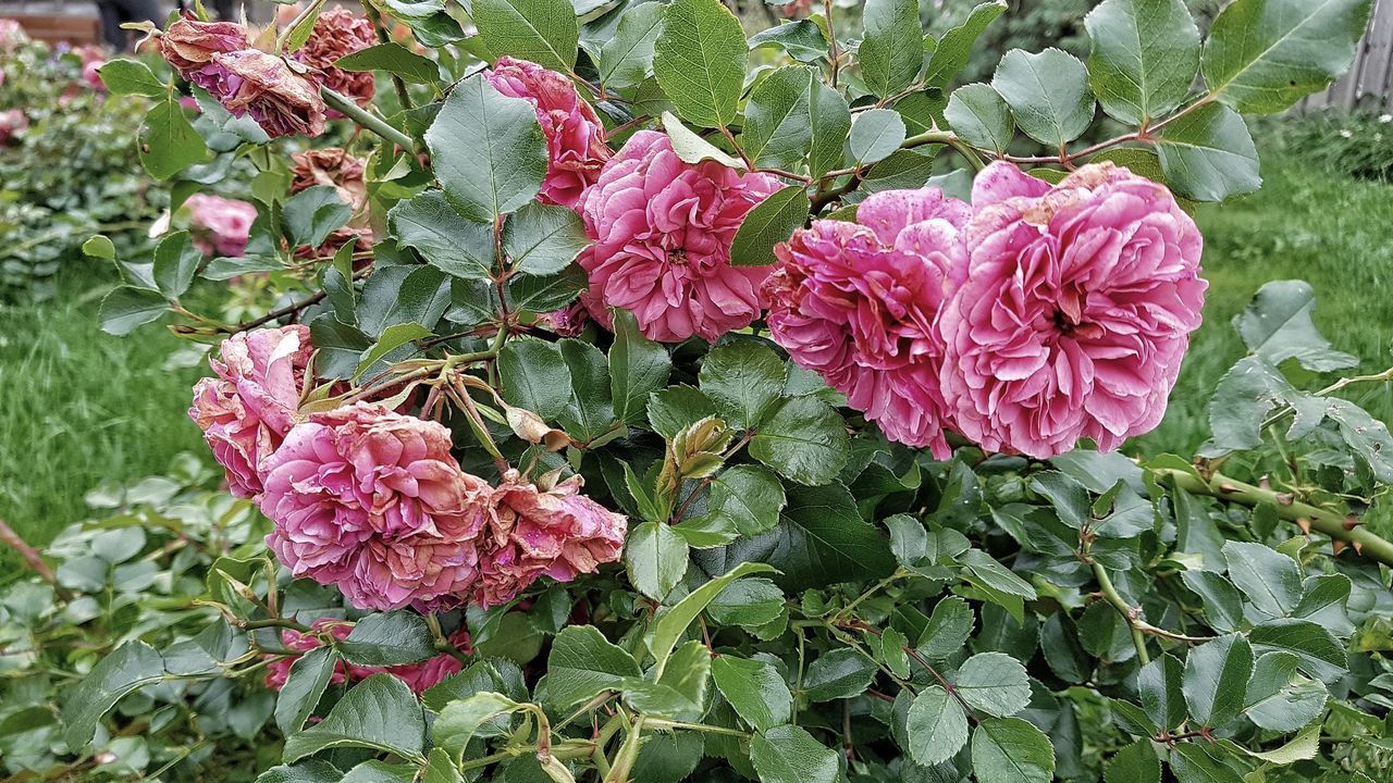 CLOSE-UP OF PINK ROSE
