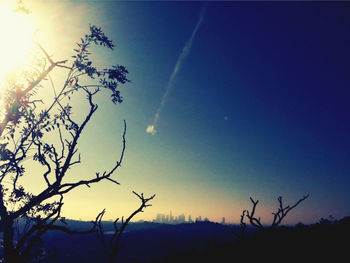 Sun shining through trees