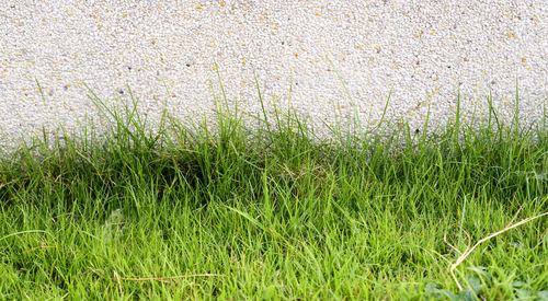 High angle view of grass growing on field