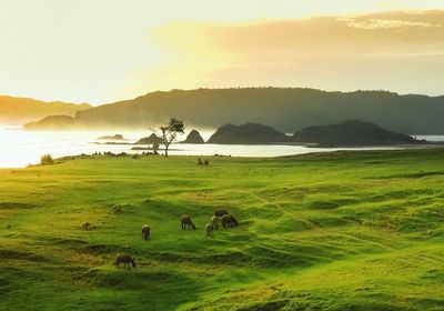 High angle view of water buffaloes grazing on green field