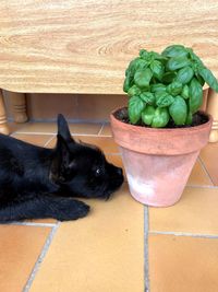 Black dog relaxing in a potted plant