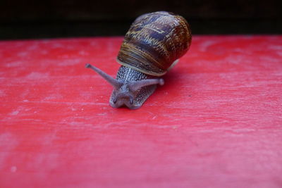 Close-up of snail