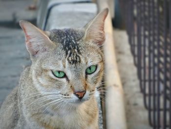 Close-up portrait of cat