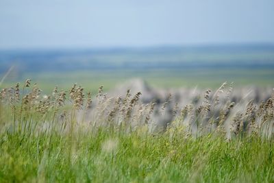 Crops growing on field against sky