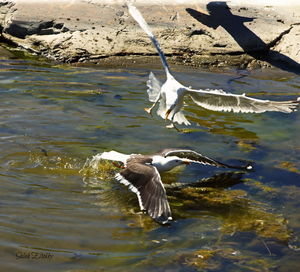 Bird flying over lake