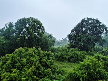 Low angle view of trees in forest against sky