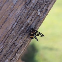 Close-up of insect on tree trunk