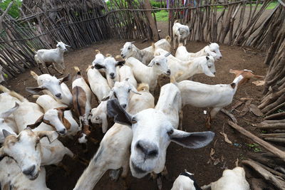 Sheep in farm