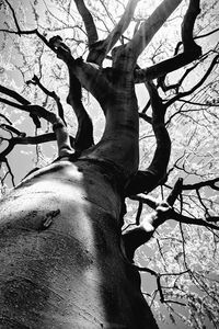 Low angle view of bare tree