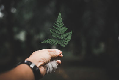 Cropped hand of man holding plant