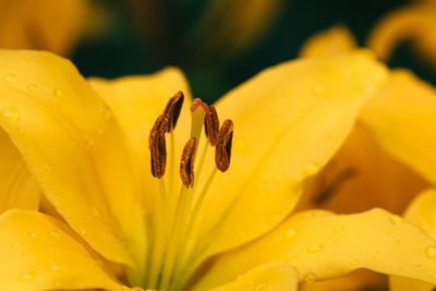 Close-up of fresh yellow day lily blooming outdoors