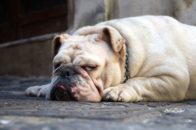 Close-up of dog relaxing on floor