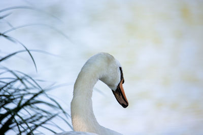 Close-up of swan in lake