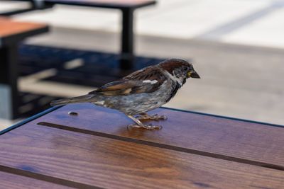 Close-up of bird perching on table