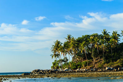 Palm tree by sea against sky