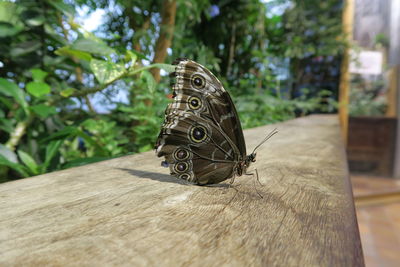 Close-up of butterfly on wooden railing