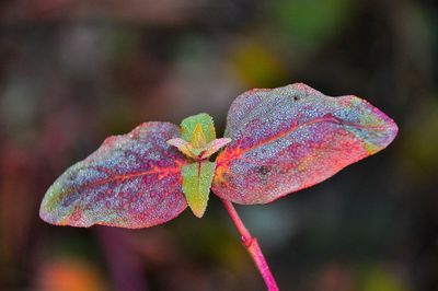 Close-up of purple flower