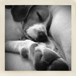 Dog sleeping on bed