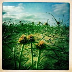 Plants growing on field against cloudy sky