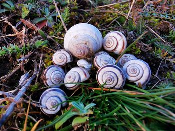 Close-up of snail on grass