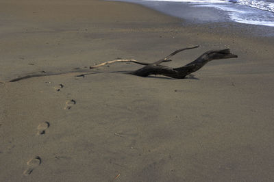 Close-up of crab on sand at beach