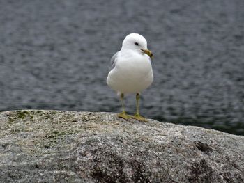 Close-up of white flowers