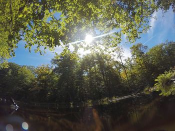 Sun shining through trees