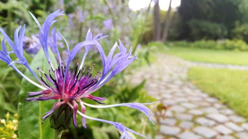 Close-up of purple flowering plant on field