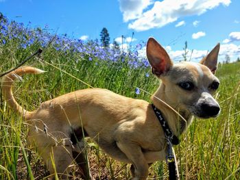 View of a dog on field