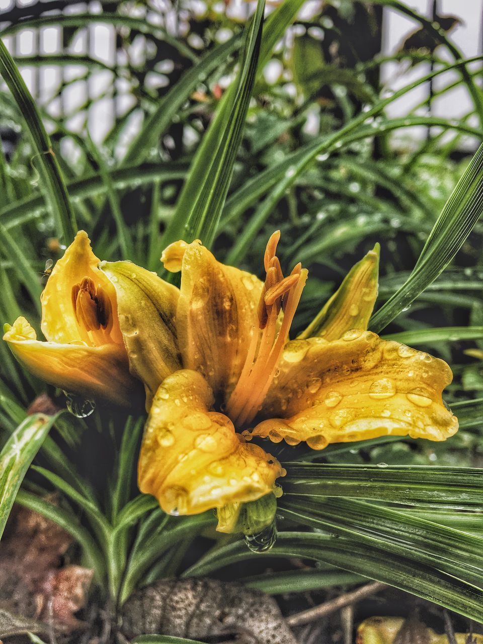 CLOSE-UP OF WILTED YELLOW FLOWER