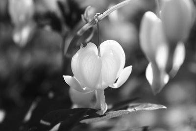 Close-up of flowering plant