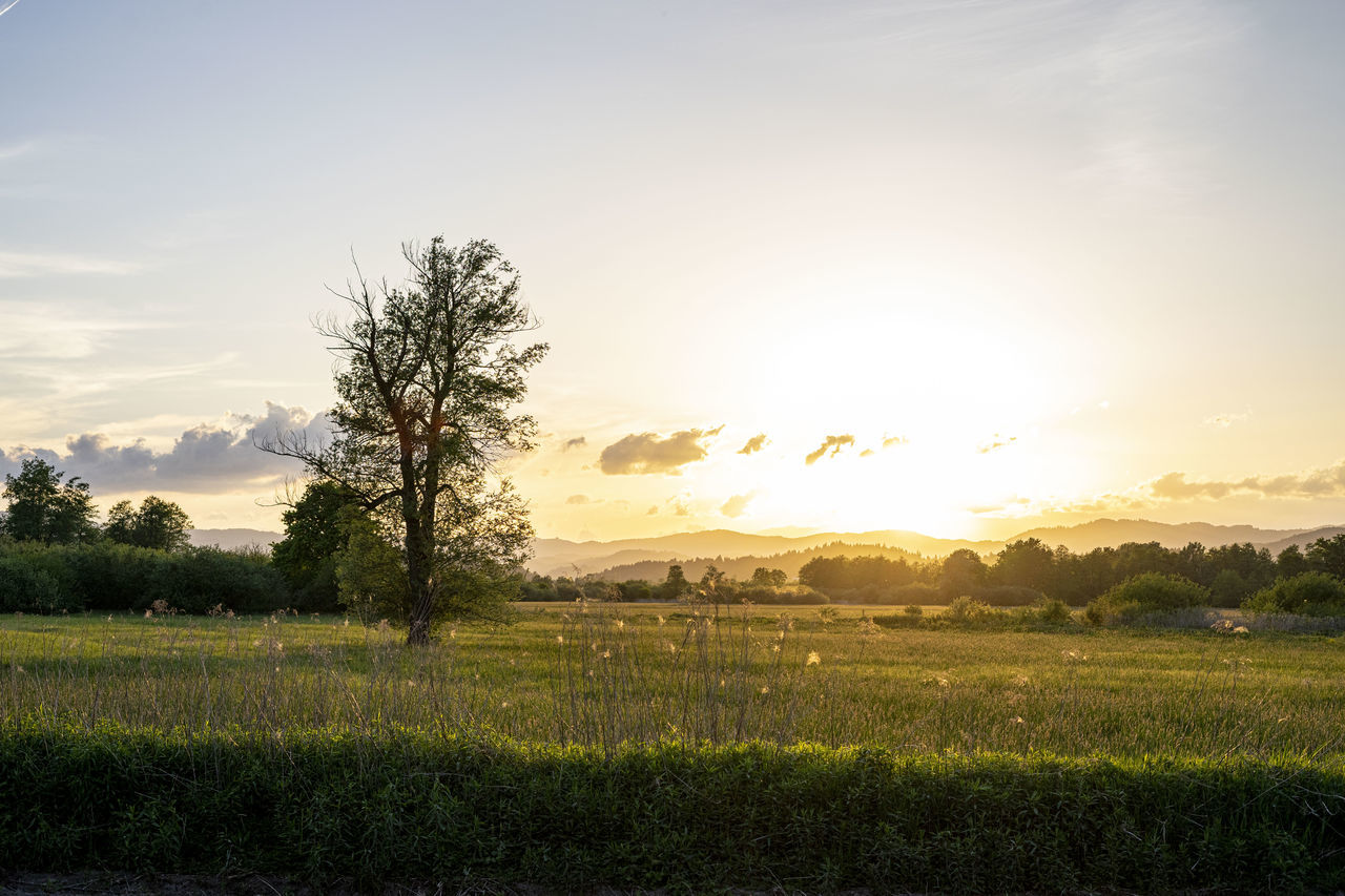 nature, sky, landscape, plant, environment, field, morning, horizon, land, beauty in nature, rural scene, sunlight, scenics - nature, tree, agriculture, grass, cloud, tranquility, sunrise, tranquil scene, sun, hill, crop, rural area, dawn, no people, plain, meadow, growth, farm, outdoors, prairie, green, grassland, idyllic, non-urban scene, summer, food and drink, sunbeam, natural environment, twilight, food, flower, cereal plant