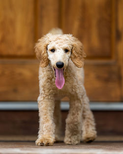 Portrait of dog standing outdoors