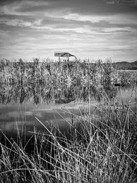 Plants growing on land against sky