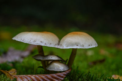 Close-up of mushroom growing on field