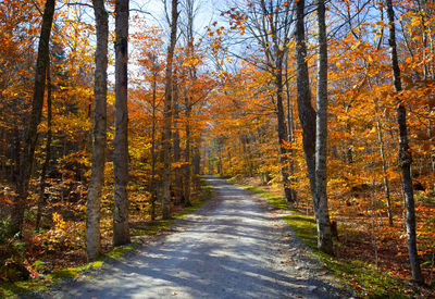 Footpath amidst trees in forest during autumn