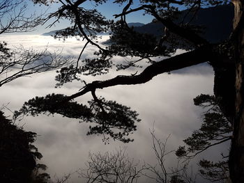 Low angle view of silhouette trees against sky