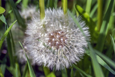 Close-up of dandelion