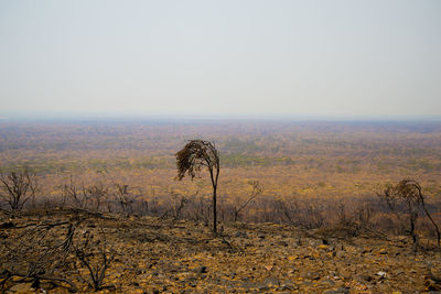 Tree on field against sky