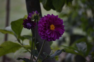 Close-up of purple flowering plant